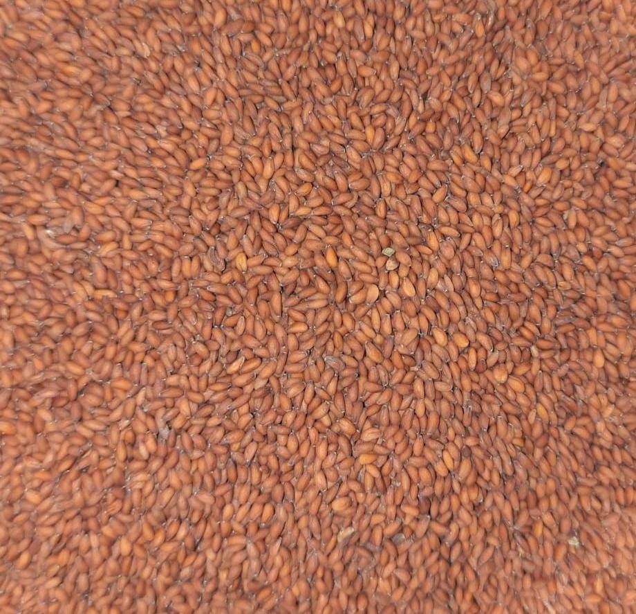 Halim / Aleev / Garden Cress Seeds