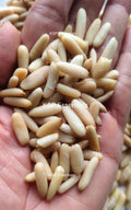 Pine Nuts / Chilgoza / Neza