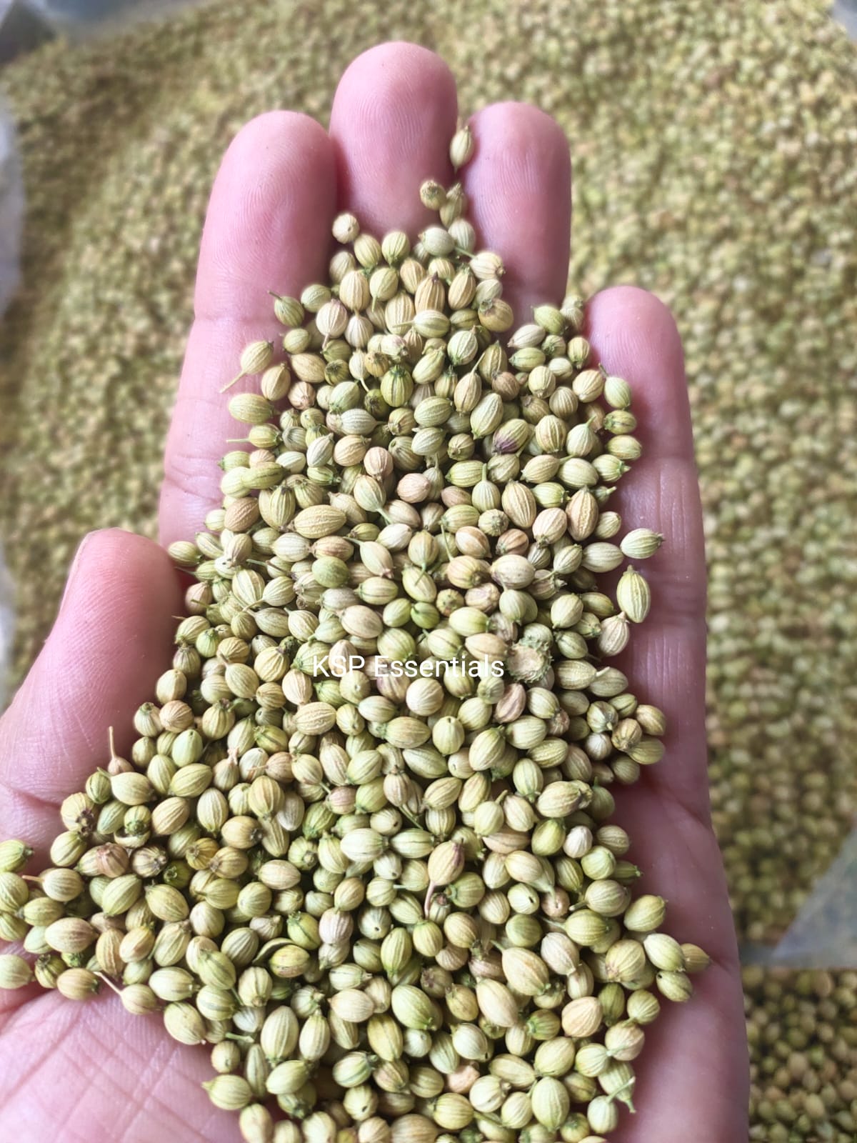 Whole Coriander (Akha Dhaniya) Best